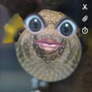 Meet your Posher, Dani